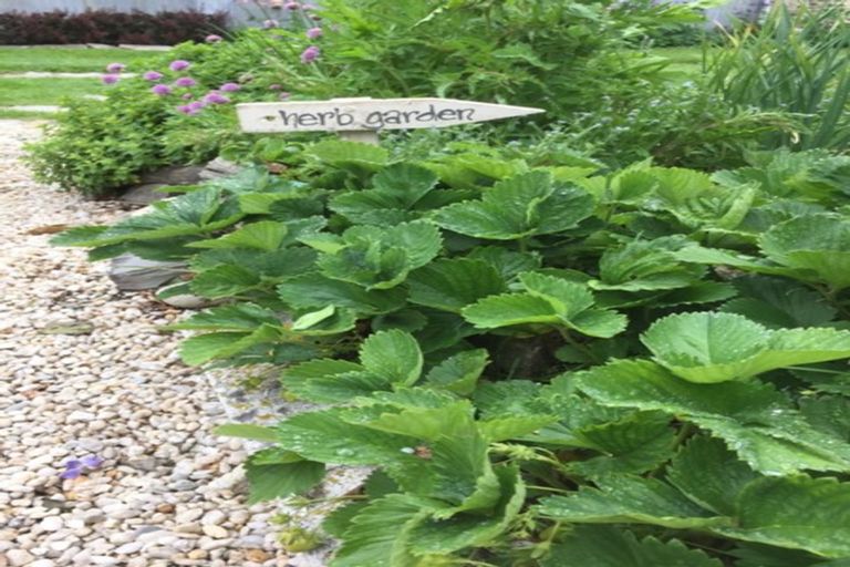 Photo of property in Lombardy Cottage, 162 Shepherds Flat Road, Cambrians, Oturehua, 9386