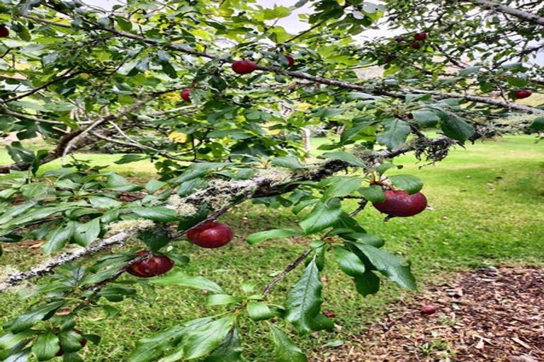 Photo of property in 46 Whakapirau Road, Maungaturoto, 0583