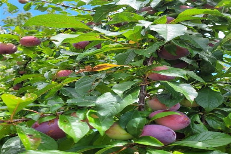 Photo of property in 376 Neudorf Road, Upper Moutere, 7175