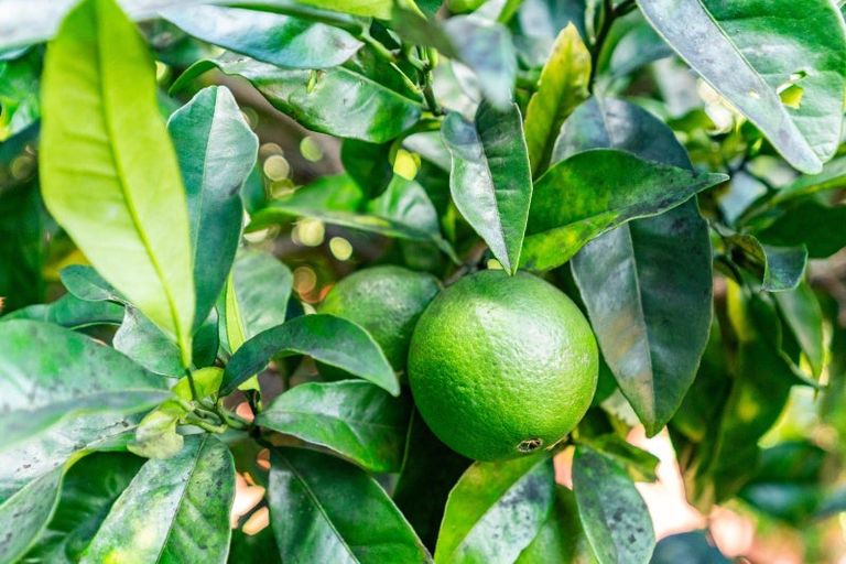 Photo of property in 182 Corks Road, Tikipunga, Whangarei, 0112