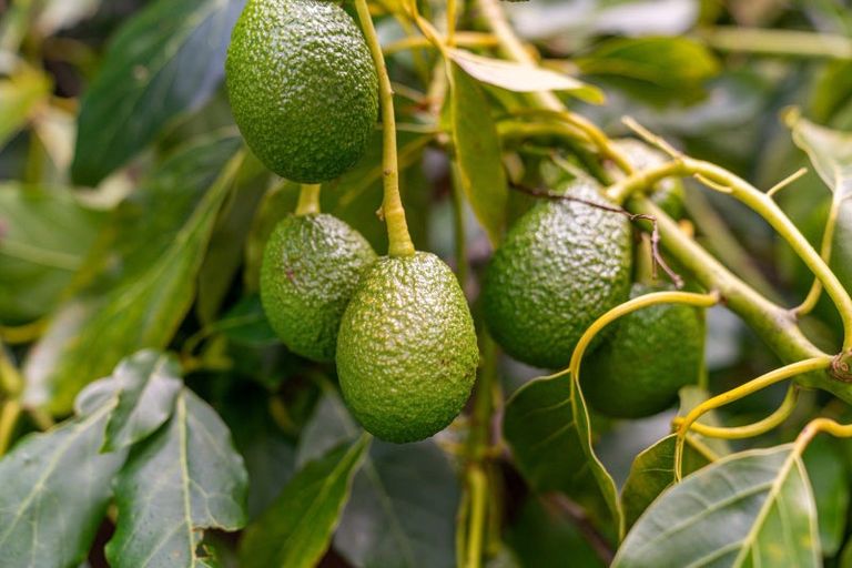 Photo of property in 496 Waitao Road, Waitao, Tauranga, 3175