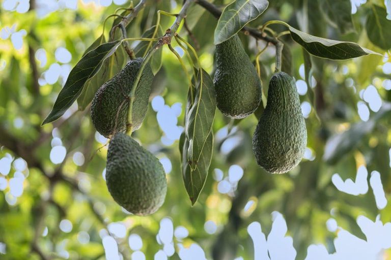 Photo of property in 348 Manoeka Road, Te Puke, 3183