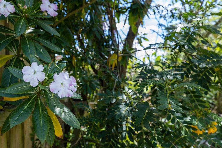 Photo of property in 17 Adam Sunde Place, Glen Eden, Auckland, 0602