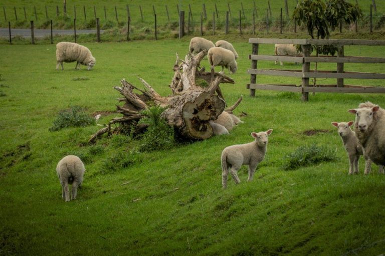 Photo of property in 131 Trig Road, Waihi, 3681