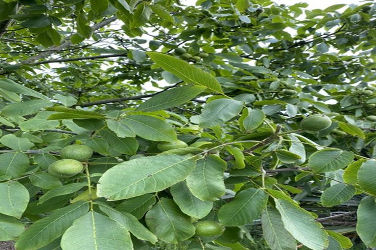 Photo of property in 59a Selwyn Street, Pohara, Takaka, 7183