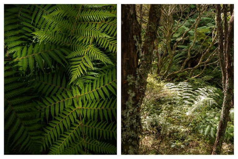 Photo of property in 49 Mangotahi Road, Thames, 3577