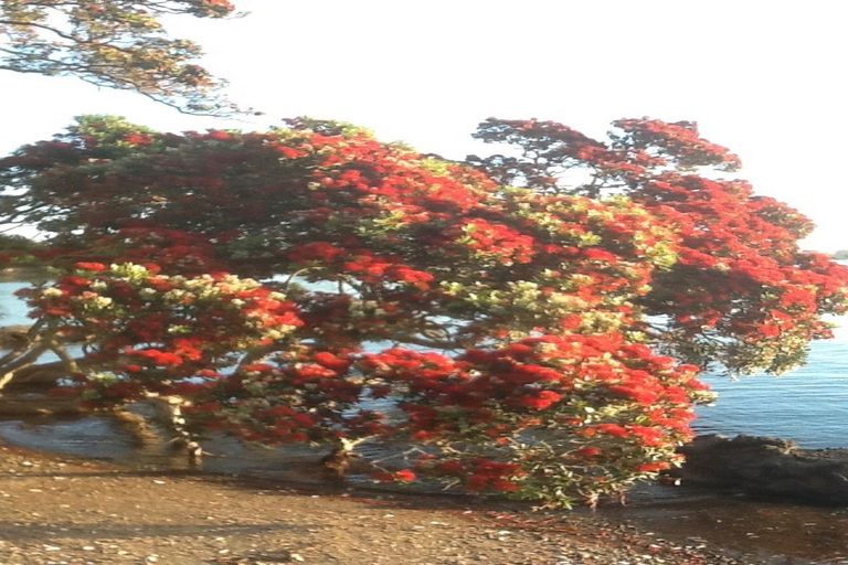 Photo of property in 136 Reotahi Road, Whangarei Heads, Whangarei, 0174