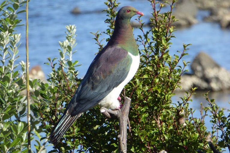 Photo of property in 136 Reotahi Road, Whangarei Heads, Whangarei, 0174