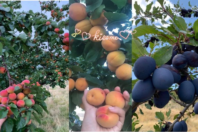 Photo of property in Glenstrae, 133 Luggate-cromwell Road, Cromwell, 9384