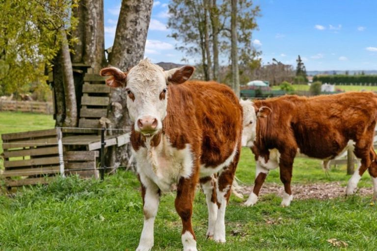 Photo of property in 11 Sarona Park Drive, Omanawa, Tauranga, 3171