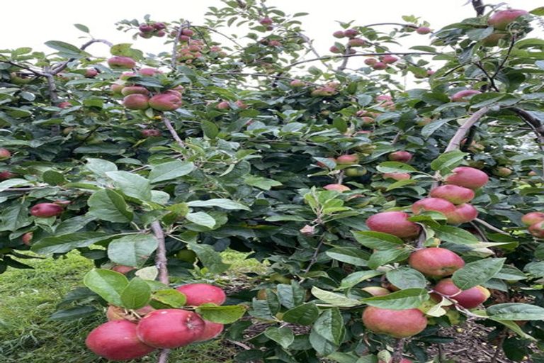 Photo of property in 59a Selwyn Street, Pohara, Takaka, 7183