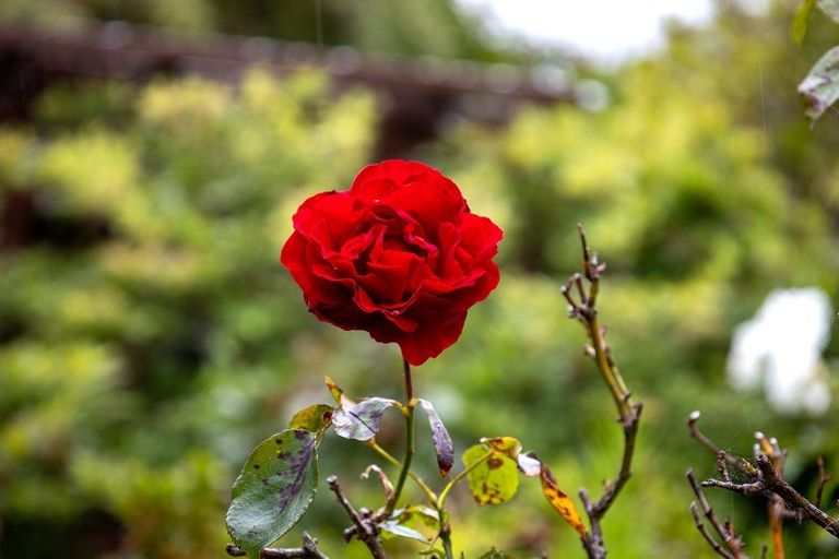 Photo of property in 5 Neidpath Road, Mornington, Dunedin, 9011