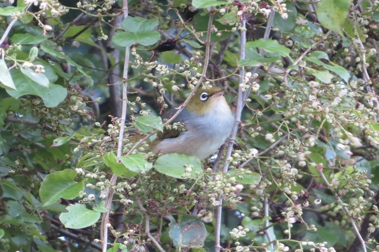 Photo of property in 299 Pekanui Road, Puketotara, Te Awamutu, 3876