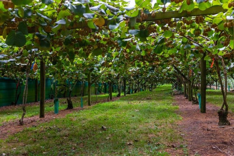 Photo of property in 866 No 2 Road, Te Ranga, Te Puke, 3182