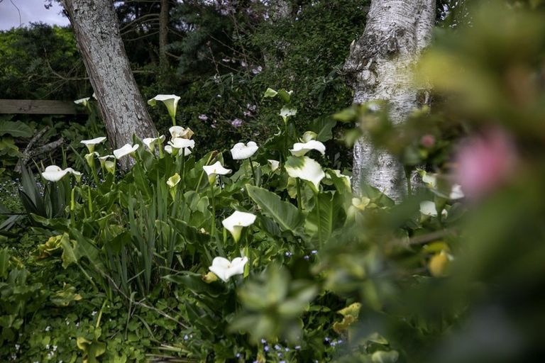 Photo of property in 91 Zig Zag Road, Cambridge, 3493