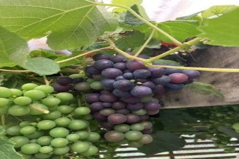 Photo of property in 1 Huia Street, Foxton Beach, Foxton, 4815