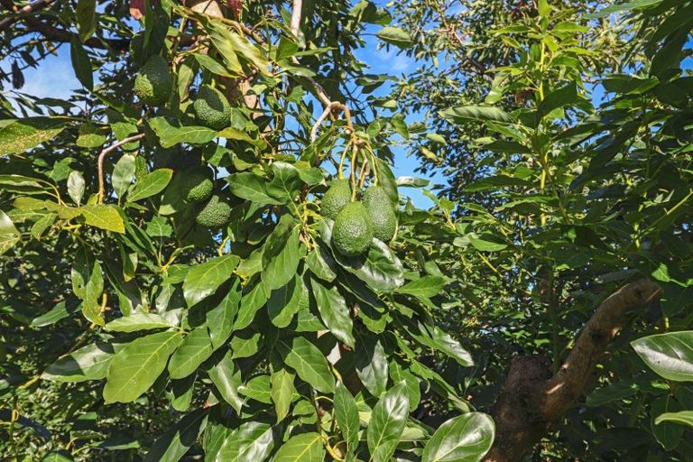 Photo of property in 12a Aongatete Road, Aongatete, Katikati, 3181