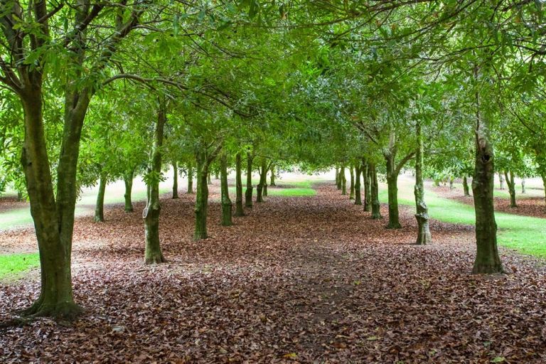 Photo of property in State Highway 35, Te Kaha, 3199