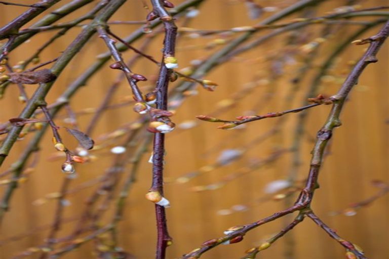 Photo of property in 3 Plumwood Lane, Cashmere, Christchurch, 8022