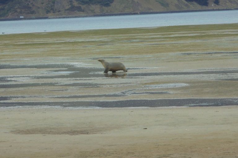 Photo of property in 46 Stepney Avenue, Harwood, Dunedin, 9077