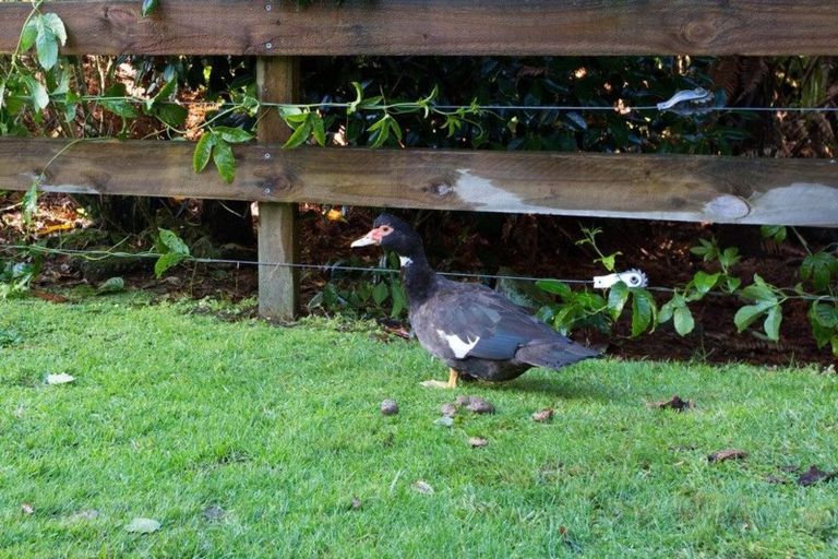 Photo of property in 12 Ngaio Street, Inglewood, 4330