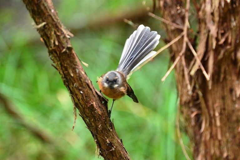 Photo of property in 89 Bethells Road, Waitakere, Auckland, 0782
