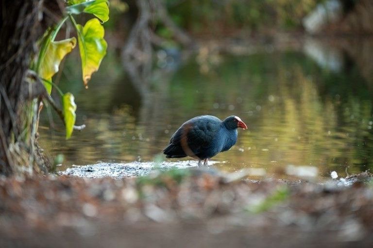 Photo of property in 19 Langdale Avenue, Paraparaumu, 5032