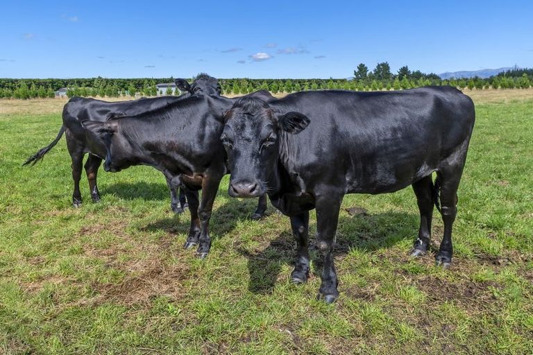 Photo of property in 507 Browns Rock Road, Burnt Hill, Oxford, 7495