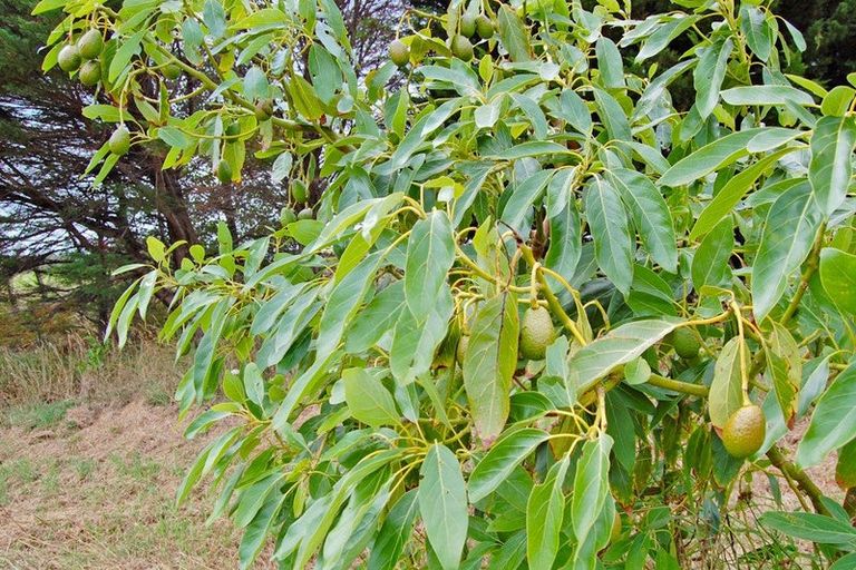 Photo of property in 306 Oneriri Road, Kaiwaka, 0573