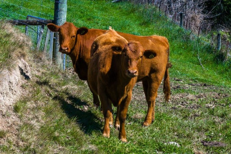 Photo of property in 59 Marama Road, Seddon, 7285