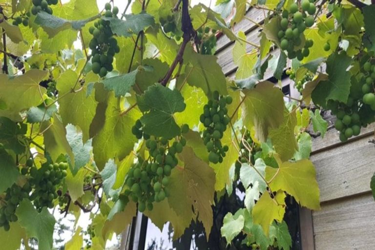 Photo of property in 36 Windsor Drive, Tairua, 3508