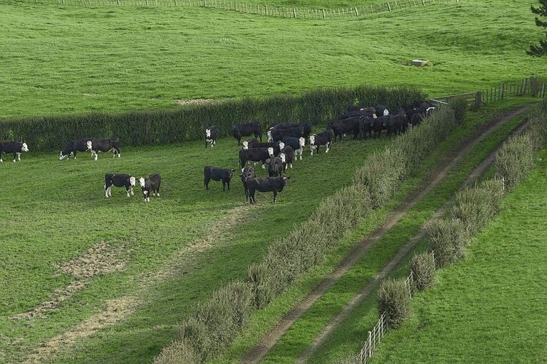 Photo of property in 290 Ostrich Road, Patumahoe, Pukekohe, 2679