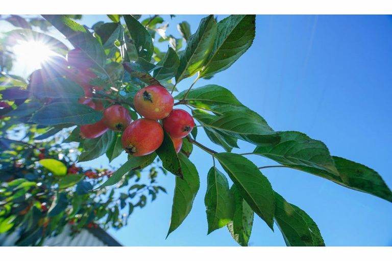 Photo of property in 53 Flemington Road, Woodlands, Invercargill, 9871