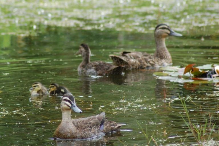 Photo of property in 49 Vale Road, Riverside, Whangarei, 0112