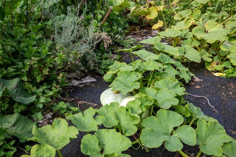 Photo of property in 657 Domett Road, Domett, Cheviot, 7382