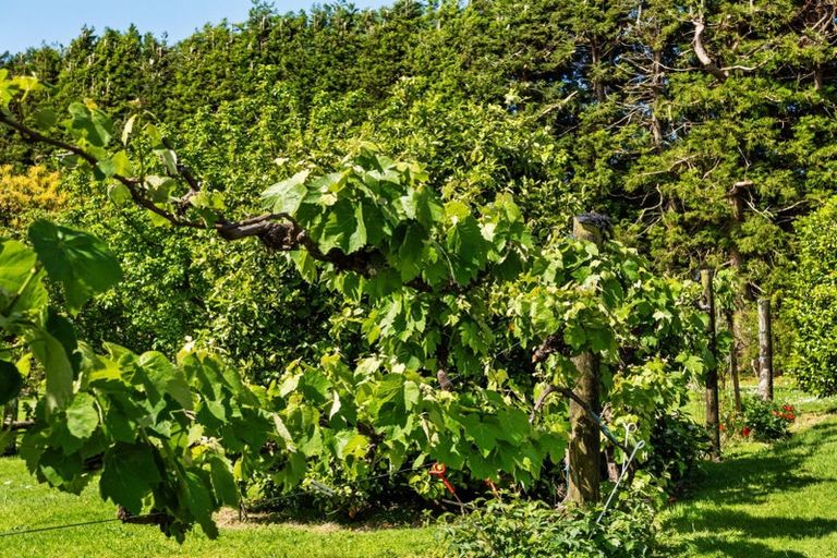 Photo of property in 85 Wharawhara Road, Tahawai, Katikati, 3178