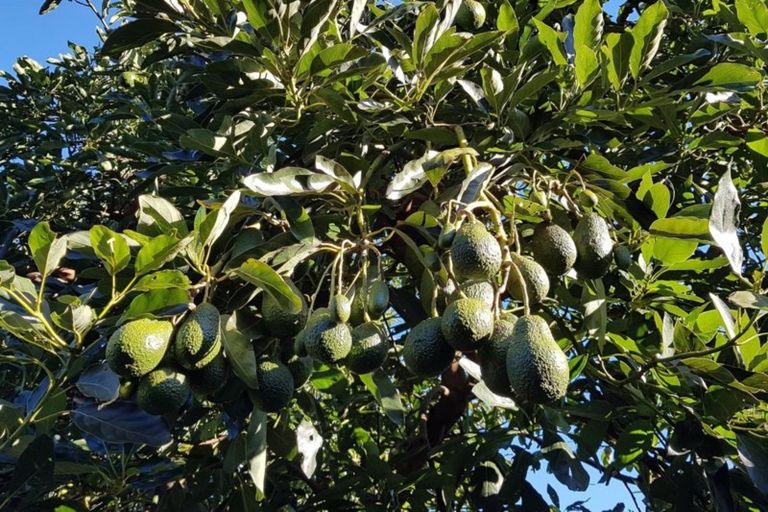 Photo of property in 257 Te Puna Road, Te Puna, Tauranga, 3176