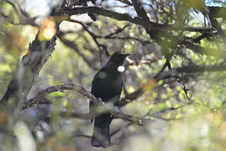 Photo of property in 89 Bethells Road, Waitakere, Auckland, 0782
