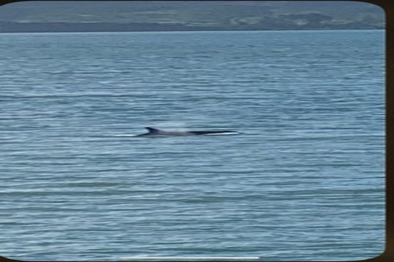 Photo of property in 29 Koutu Point Road, Opononi, Kaikohe, 0473