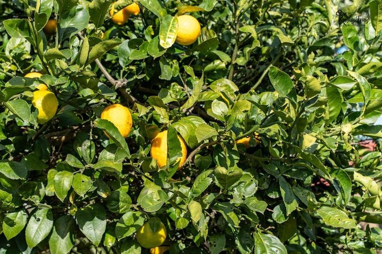 Photo of property in 171 Opanake Road, Parore, Dargaville, 0372