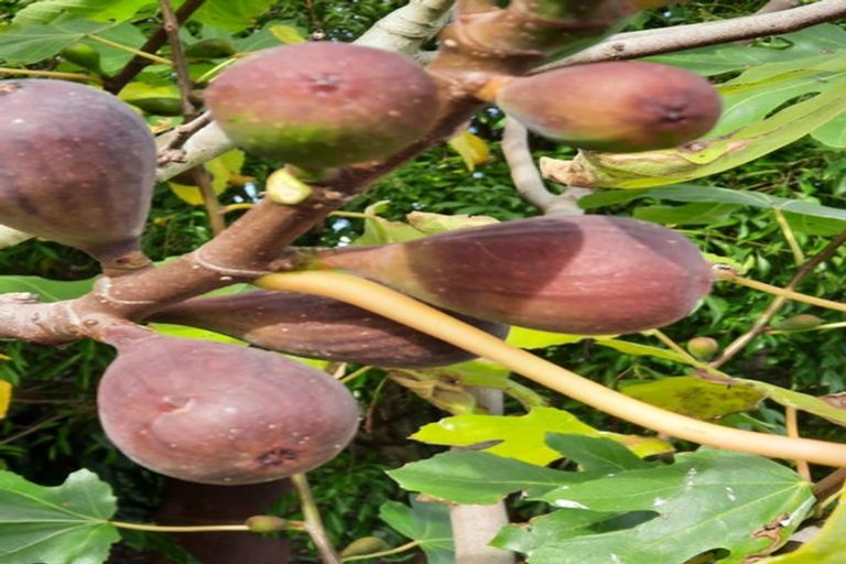 Photo of property in 24 Saint Laurent Way, Ohau, 5570