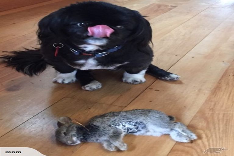 Photo of property in 364 Maniatutu Road, Okere Falls, Rotorua, 3074