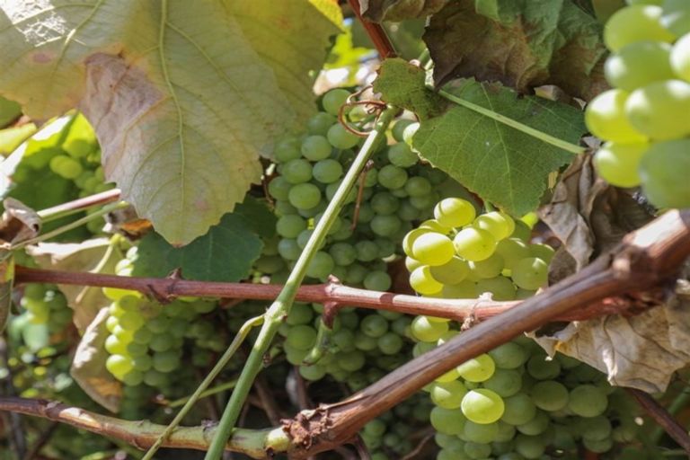 Photo of property in 2 Jackway Rise, Te Kauwhata, 3710