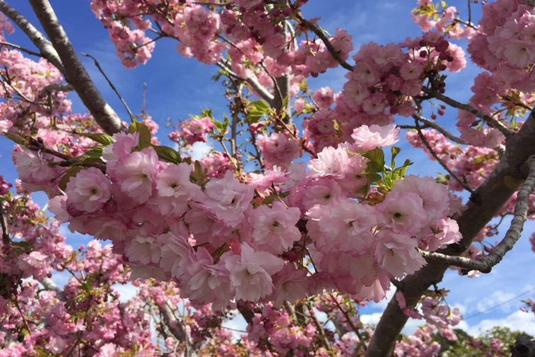 Photo of property in 6a Hart Street, Belleknowes, Dunedin, 9011