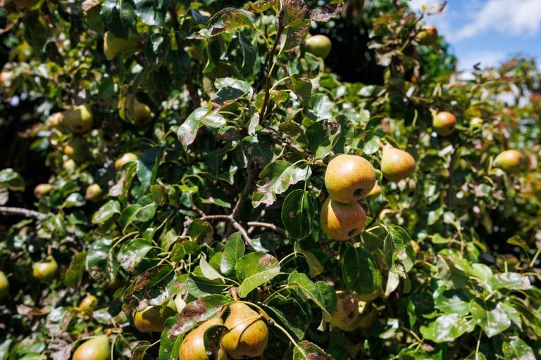 Photo of property in 6 Griffins Road, Marton, 4788