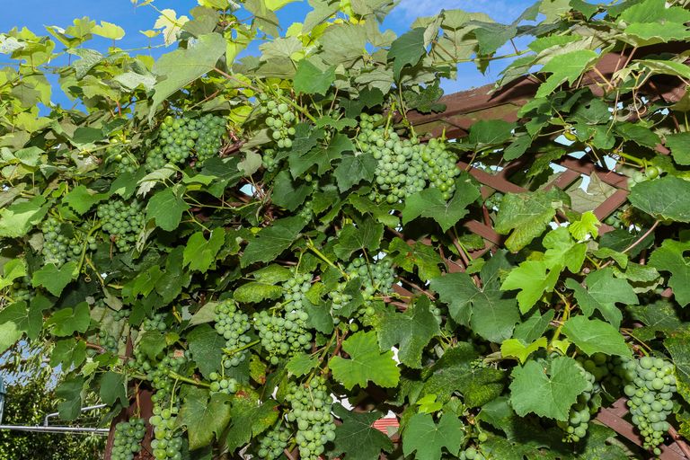 Photo of property in 2/101a Clevedon Road, Papakura, 2110