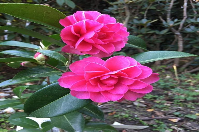 Photo of property in 6a Hart Street, Belleknowes, Dunedin, 9011