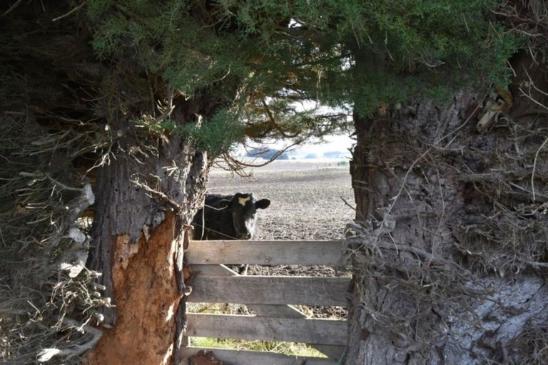 Photo of property in 79 Springhills Siding Road, Springhills, Winton, 9781