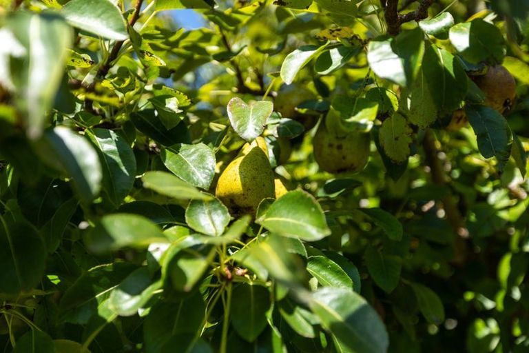 Photo of property in 29 Roretana Drive, Athenree, Katikati, 3177