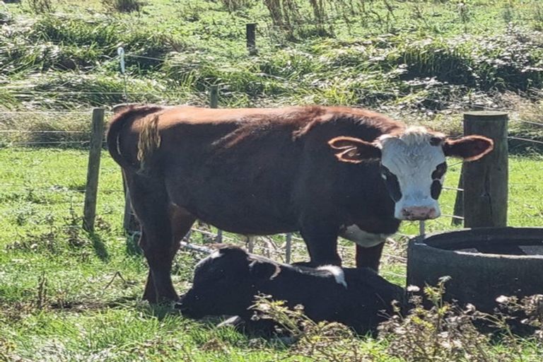 Photo of property in 150 Wirihana Road, Hawera, 4674